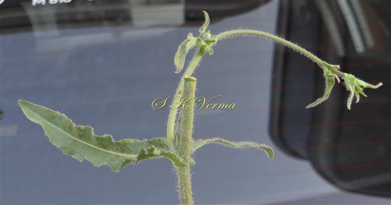  Stem and leaves setose